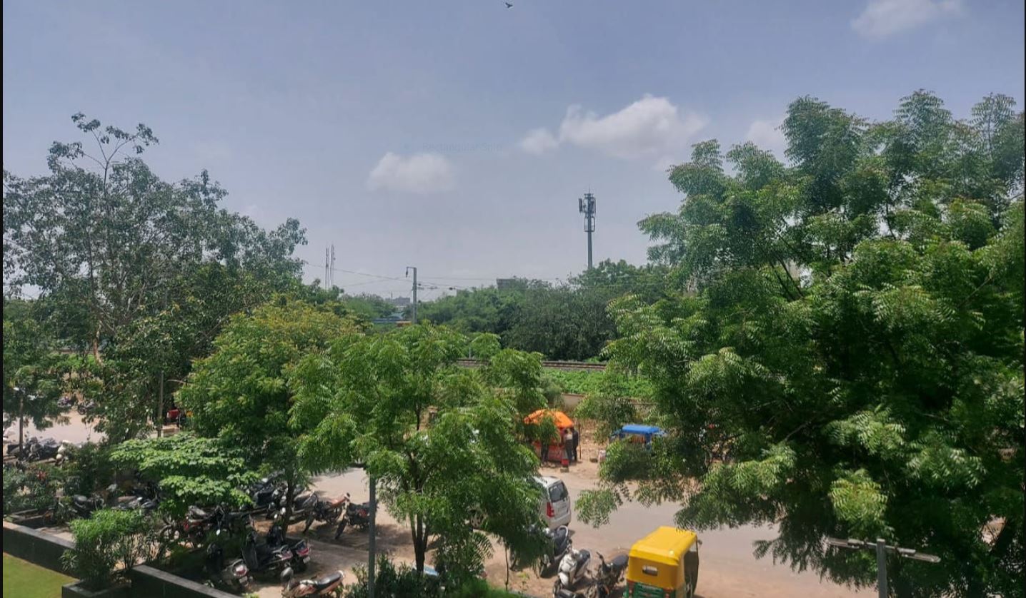 Ahmedabad permits removal of decades-old trees for flyover and road projects | Soche India